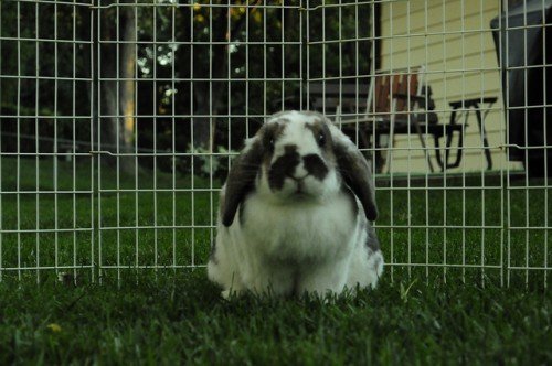 Кролики породи Баран: опис, зміст