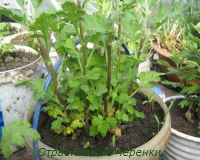 Як черенковать хризантему правильно.