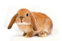 Якого догляду вимагають декоративні кролики?