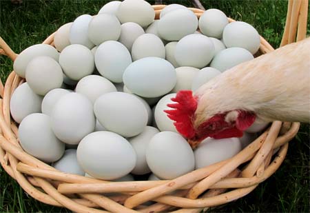 Кури клюють, їдять свої яйця: причина і що робити?