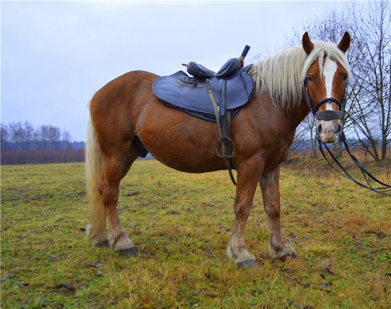 Порода коней російський ваговоз: фото, опис, вдачу