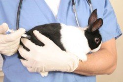 Що являє собою геморагічна хвороба кролів
