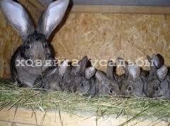 Вагітність і пологи кроликів. Що потрібно знати кролівникові.