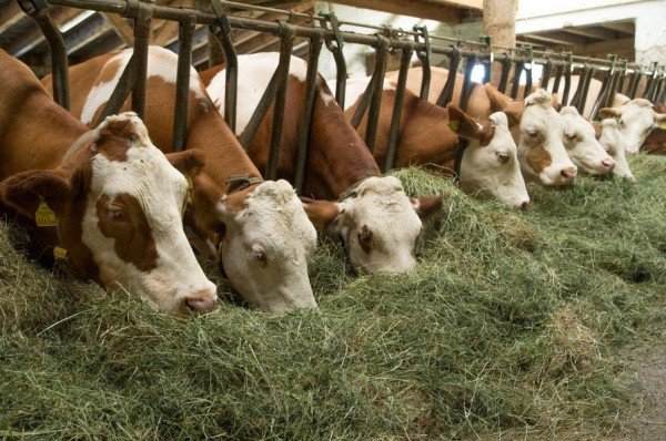 Організація годівлі корів: види корму, норми, раціон