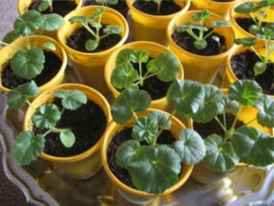 Пеларгонія з насіння, вирощування в домашніх умовах.