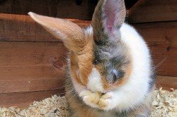 Лікування інфекційного стоматиту у кроликів