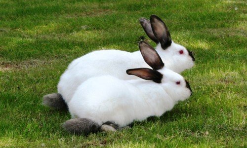 Чим примітні російські горностаевые кролики?