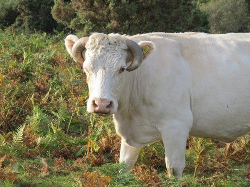 Корова не жує жуйку: що робити, лікування, популярний метод