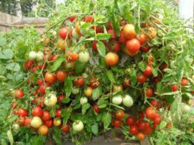 Як правильно пасинкувати помідори в теплиці