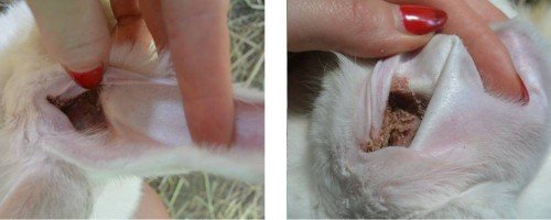 Вушний кліщ у кроликів: симптоми, лікування