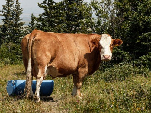 Характеристика симентальської породи корів, зміст, догляд