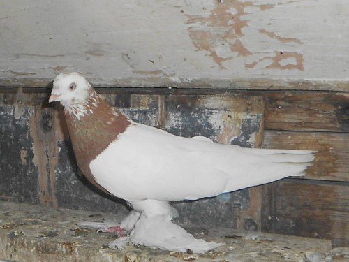 Узбецькі бойные голуби: фото породи, опис