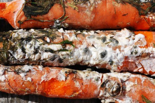 Хвороби, шкідники моркви: як захистити, народні методи