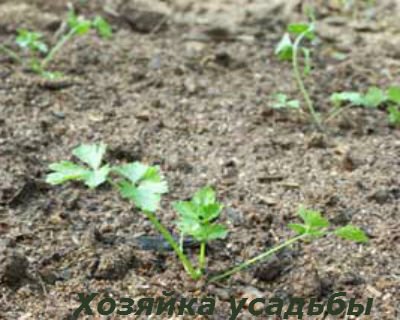 Селера, вирощування розсади різних видів овоча.