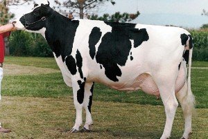 Голштинська порода корів   опис і продуктивність