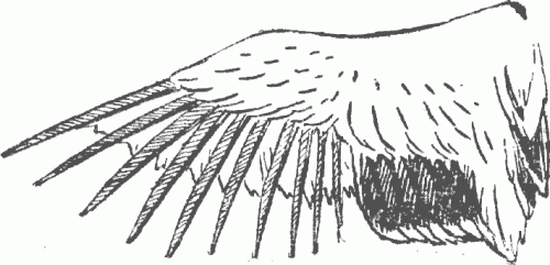 Як правильно підрізати крила качкам