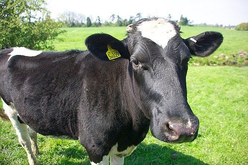 Хвороби корів після отелення: післяпологовий парез, затримання посліду