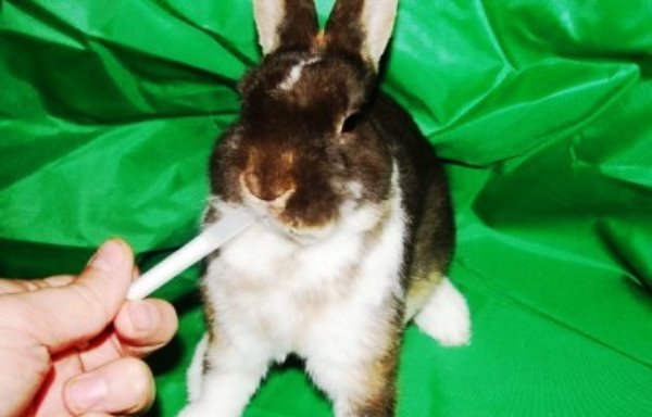 Як вилікувати і запобігти глисти у кроликів