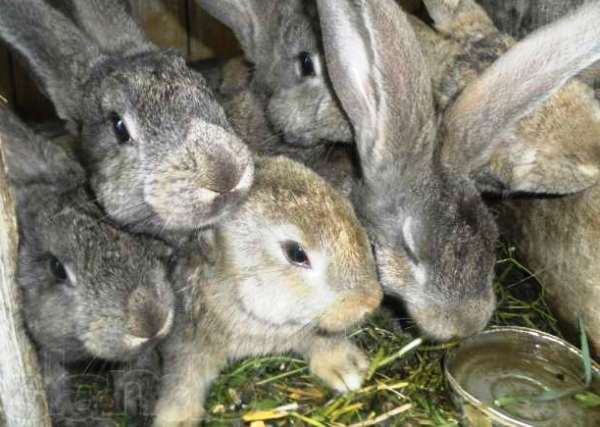 Опис і переваги кроликів породи Сірий велетень