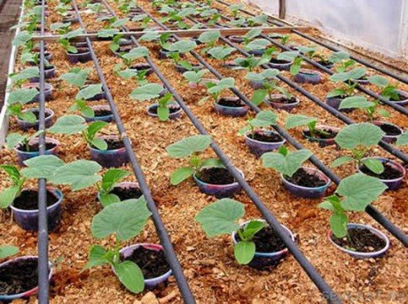 Як посадити огірки в теплиці правильно: схема посадки