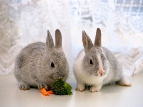 Чим годувати декоративного кролика: що можна їсти і який корм