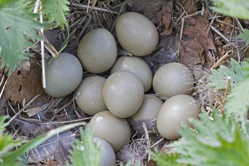 Скільки днів висиджують яйця фазани, коли починають