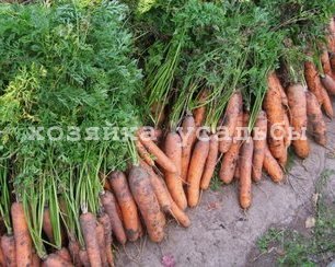 Як зберігати моркву всю зиму.