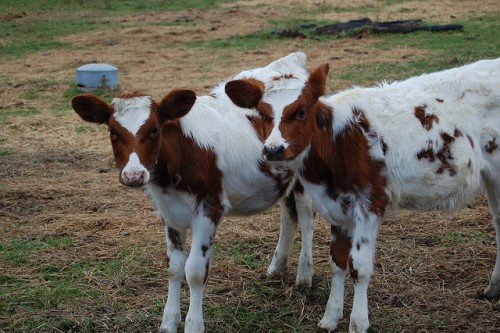 Айширская порода корів: характеристика, фото, опис