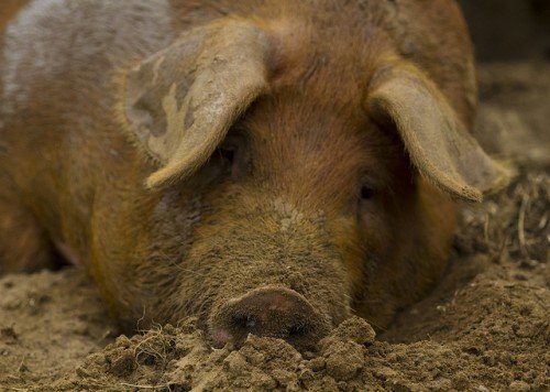 Пастерельоз свиней: симптоми, сироватка, лікування
