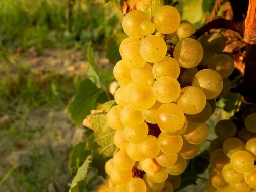 Калорійність винограду, корисні властивості, користь і шкода