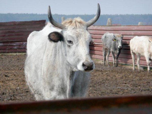 Руда корова: опис породи, теля