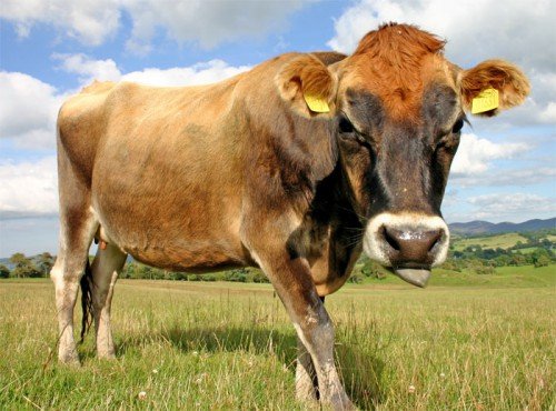 Молочні породи корів: характеристики, види, як вибрати
