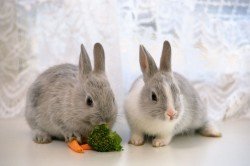Чому домашній декоративний кролик кусається?