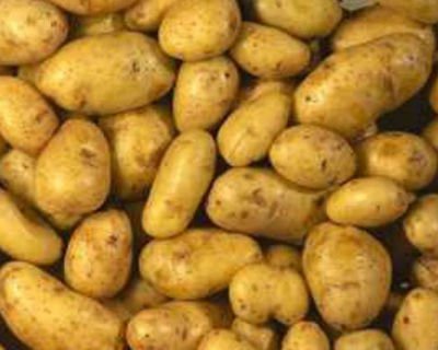 Сорт картоплі Тулеевский, опис, фото, особливості.