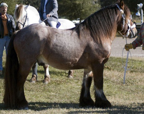 Найбільша кінь у світі: її розміри, вага, порода