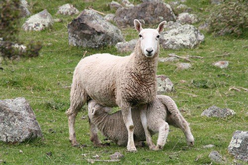 Ягнение овець і вирощування молодняка