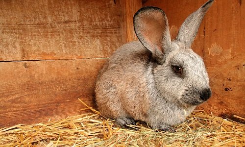Особливості питання як назвати кролика варіанти