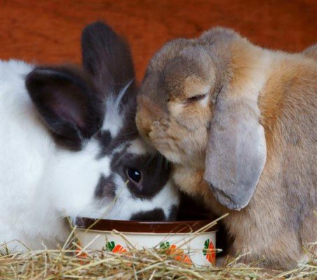 Породи карликових кроликів: скільки живуть, чим годувати