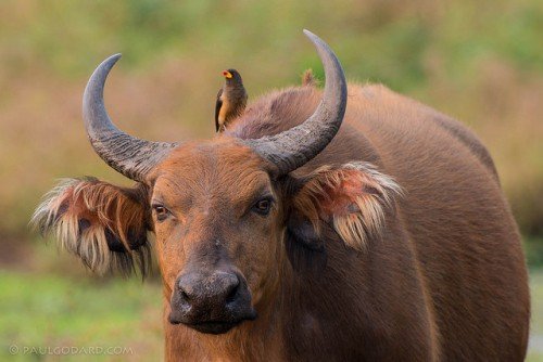 Целебесский карликовий буйвол (Аноа): огляд, фото