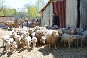 Достоїнства і опис Куйбишевських овець з фото