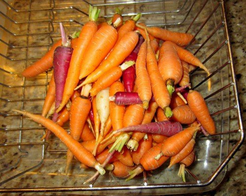 Як правильно зберігати моркву: у квартирі, в льосі