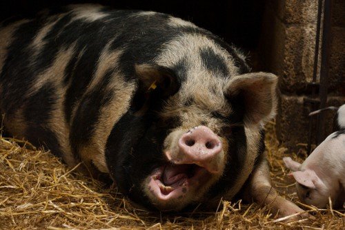 Годування свиней в домашніх умовах (скільки потрібно корму)