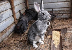 Як визначити і вилікувати кокцидіоз у кроликів