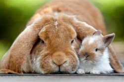 Пододерматит та його лікування у кроликів