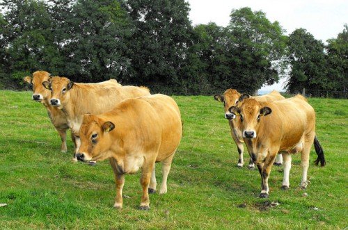Які породи корів бувають: загальний огляд з фото, опис видів