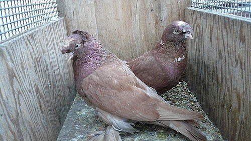 Узбецькі бойные голуби: фото породи, опис