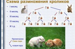 Як утримувати кроликів породи радянська шиншила?