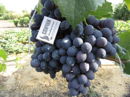 Виноград захват чорний, білий, червоний: опис, фото, саджанці
