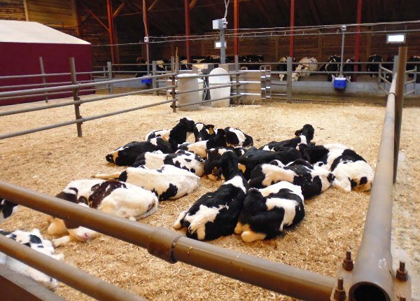 Переваги безпривязного утримання корів