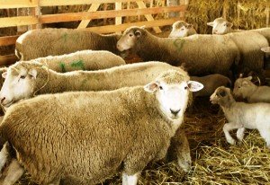 Достоїнства і опис Куйбишевських овець з фото